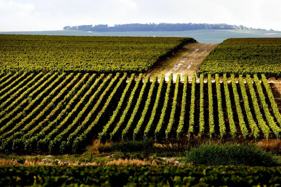 Le luxe d’être champenois