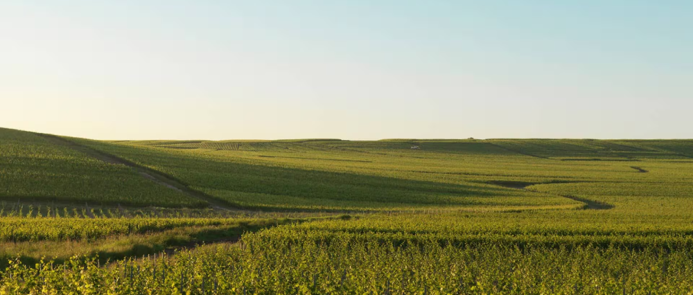 Le nouveau millésime R de Ruinart 2016